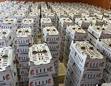 Abbas Chicks (Day Old)